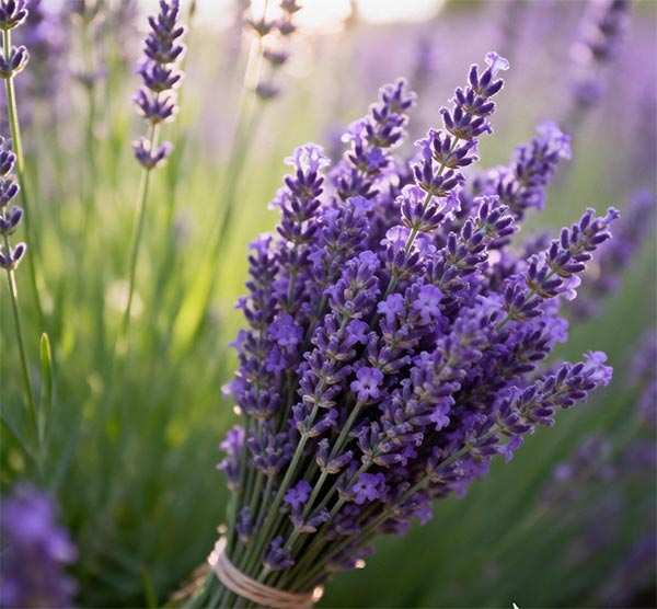 Hydrating and Elastic Repairing Essence